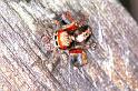Saitis_barbipes_F0992_Z_82_Soube_Frankrijk