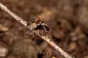 Saitis_barbipes_P0464_Z_90_Soube_Frankrijk