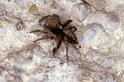 Saitis_barbipes_P0466_Z_87_Soube_Frankrijk