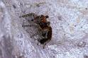 Saitis_barbipes_P0474_Z_85_Soube_Frankrijk