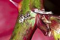Salticus_cingulatus_F0923_Z_88_Ede_Nederland