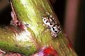 Salticus_cingulatus_F0924_Z_83_Ede_Nederland