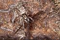 Salticus_cingulatus_P1195_Z_88_Ooij_Nederland