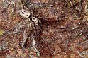 Salticus_cingulatus_P1196_Z_87_Ooij_Nederland