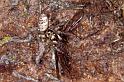 Salticus_cingulatus_P1197_Z_81_Ooij_Nederland