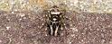 Salticus_scenicus_D4296_Z_89_Waterleidingduinen_Nederland
