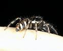 Salticus_scenicus_D7389_Z_87_Badhoevedorp_Nederland