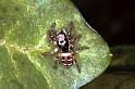 Salticus_scenicus_F0463_Z_76_Badhoevedorp_Nederland