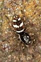 Salticus_scenicus_F1449_Z_87_Veenendaal_Nederland