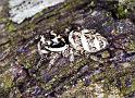 Salticus_scenicus_F2281_Z_85_Badhoevedorp_Nederland