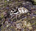Salticus_scenicus_F2282_Z_86_Badhoevedorp_Nederland