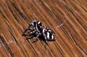 Salticus_scenicus_P0019_Z_90_Amsterdam_Nederland