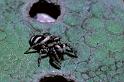 Salticus_scenicus_P0020_Z_90_Amsterdam_Nederland