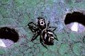 Salticus_scenicus_P0022_Z_84_Amsterdam_Nederland