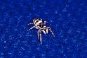 Salticus_scenicus_P0190_Z_75_Badhoevedorp_Nederland