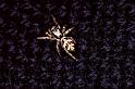 Salticus_scenicus_P0191_Z_75_Badhoevedorp_Nederland