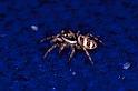 Salticus_scenicus_P0192_Z_75_Badhoevedorp_Nederland