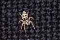 Salticus_scenicus_P0216_Z_77_Badhoevedorp_Nederland