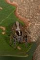Sandalodes_bipenicillatus_D2613_Z_83_-_Australie