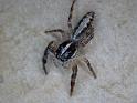 Sandalodes_bipenicillatus_D6425_Z_87_Brisbane_Australie