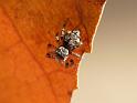 Servaea_ZZ538_D6746_O_83_Brisbane_Australie