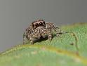 Servaea_vestita_D6234_Z_86_Brisbane_Australie