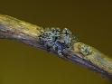 Servaea_vestita_D6318_Z_89_Brisbane_Australie