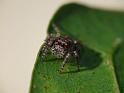 Servaea_vestita_D6750_Z_87_Brisbane_Australie