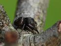 Simaetha_thoracica_D6285_Z_80_Brisbane_Australie