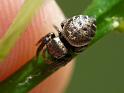 Simaetha_thoracica_D6534_Z_87_Brisbane_Australie