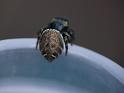 Simaetha_thoracica_D6566_Z_84_Brisbane_Australie