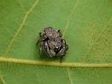 Simaetha_thoracica_D6583_Z_88_Brisbane_Australie