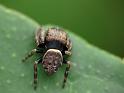 Simaetha_thoracica_D6591_Z_85_Brisbane_Australie
