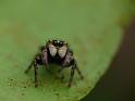 Simaetha_thoracica_D6592_Z_82_Brisbane_Australie
