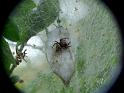 Simaetha_thoracica_D6672_Z_85_Brisbane_Australie