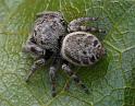 Simaetha_thoracica_D6763_Z_89_Brisbane_Australie