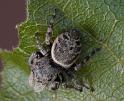 Simaetha_thoracica_D6764_Z_90_Brisbane_Australie