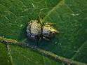 Simaethula_ZZ507_D6556_Z_87_Brisbane_Australie