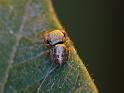 Simaethula_ZZ507_D6558_Z_87_Brisbane_Australie