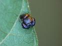 Simaethula_ZZ508_D6559_Z_82_Brisbane_Australie