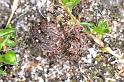 Sitticus_pubescens_F0107_Z_80_Badhoevedorp_Nederland