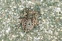 Sitticus_pubescens_F0116_Z_75_Badhoevedorp_Nederland