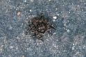 Sitticus_pubescens_F0473_Z_80_Badhoevedorp_Nederland