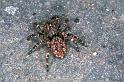 Sitticus_pubescens_F0474_Z_81_Badhoevedorp_Nederland