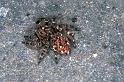 Sitticus_pubescens_F0475_Z_90_Badhoevedorp_Nederland