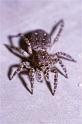 Sitticus_pubescens_P0107_Z_90_Badhoevedorp_Nederland