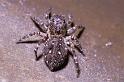 Sitticus_pubescens_P0108_Z_80_Badhoevedorp_Nederland