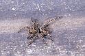 Sitticus_pubescens_P1017_Z_75_Badhoevedorp_Nederland