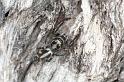 Thyene_ZZ026_F0503_O_85_Brisbane-Oakey_Australie
