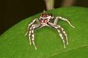 ZZ_ZZ046_RF0508_Z_82_Daintree-Giru_Australie